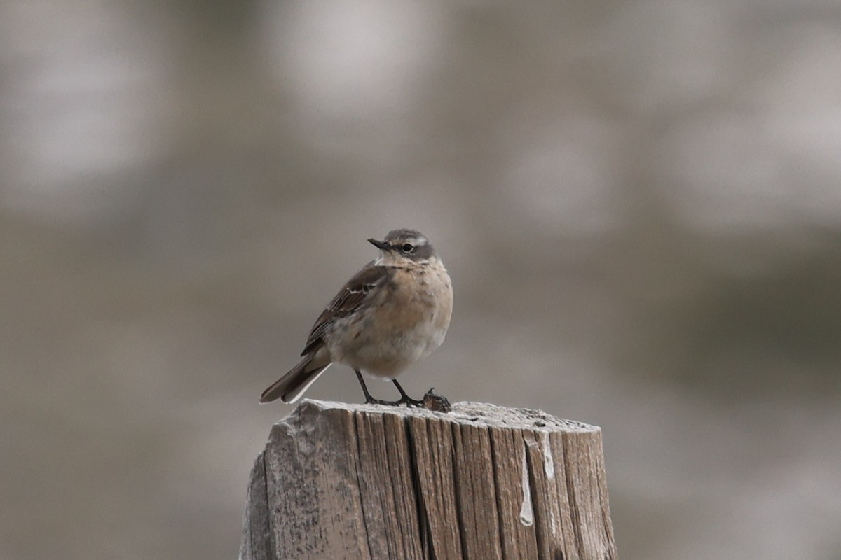 Water Pipit - ML618855893