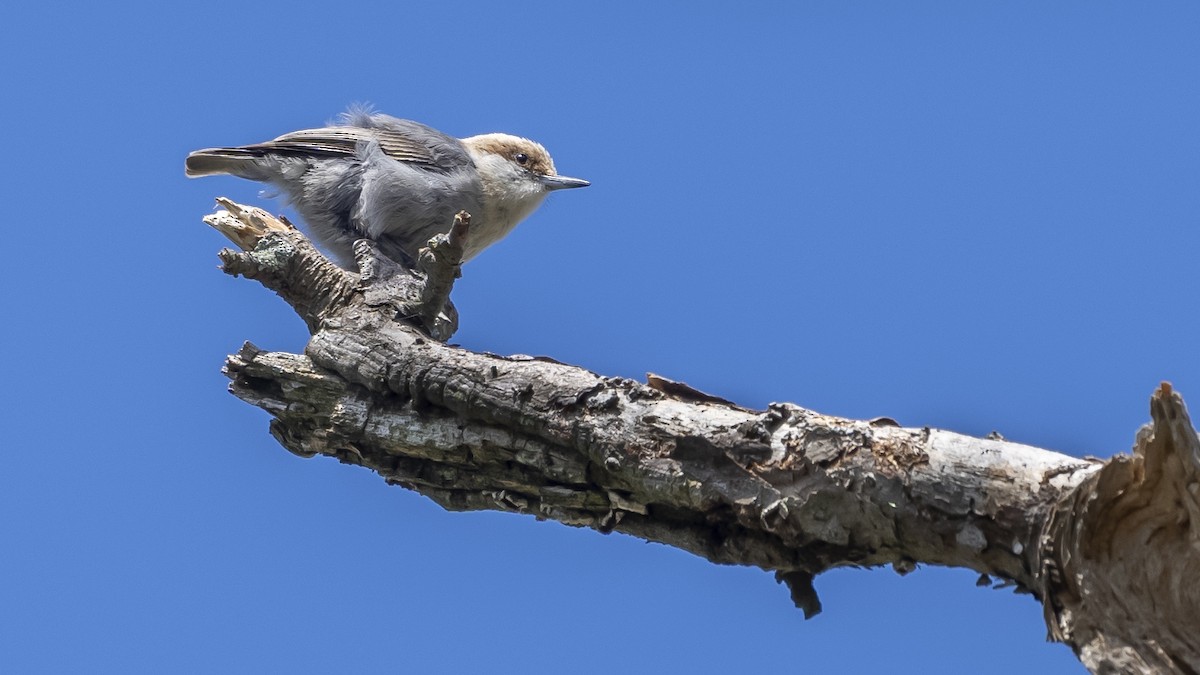 Brown-headed Nuthatch - ML618855903