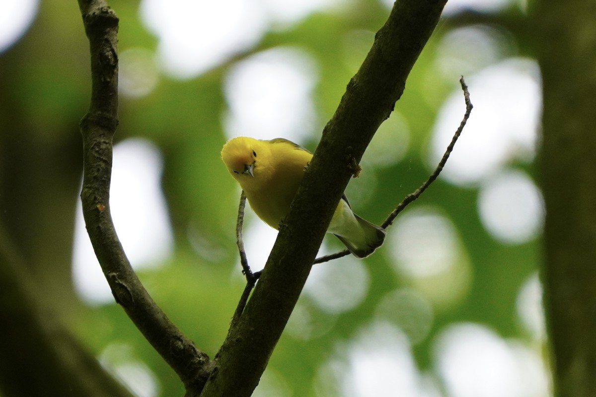 Prothonotary Warbler - ML618855904