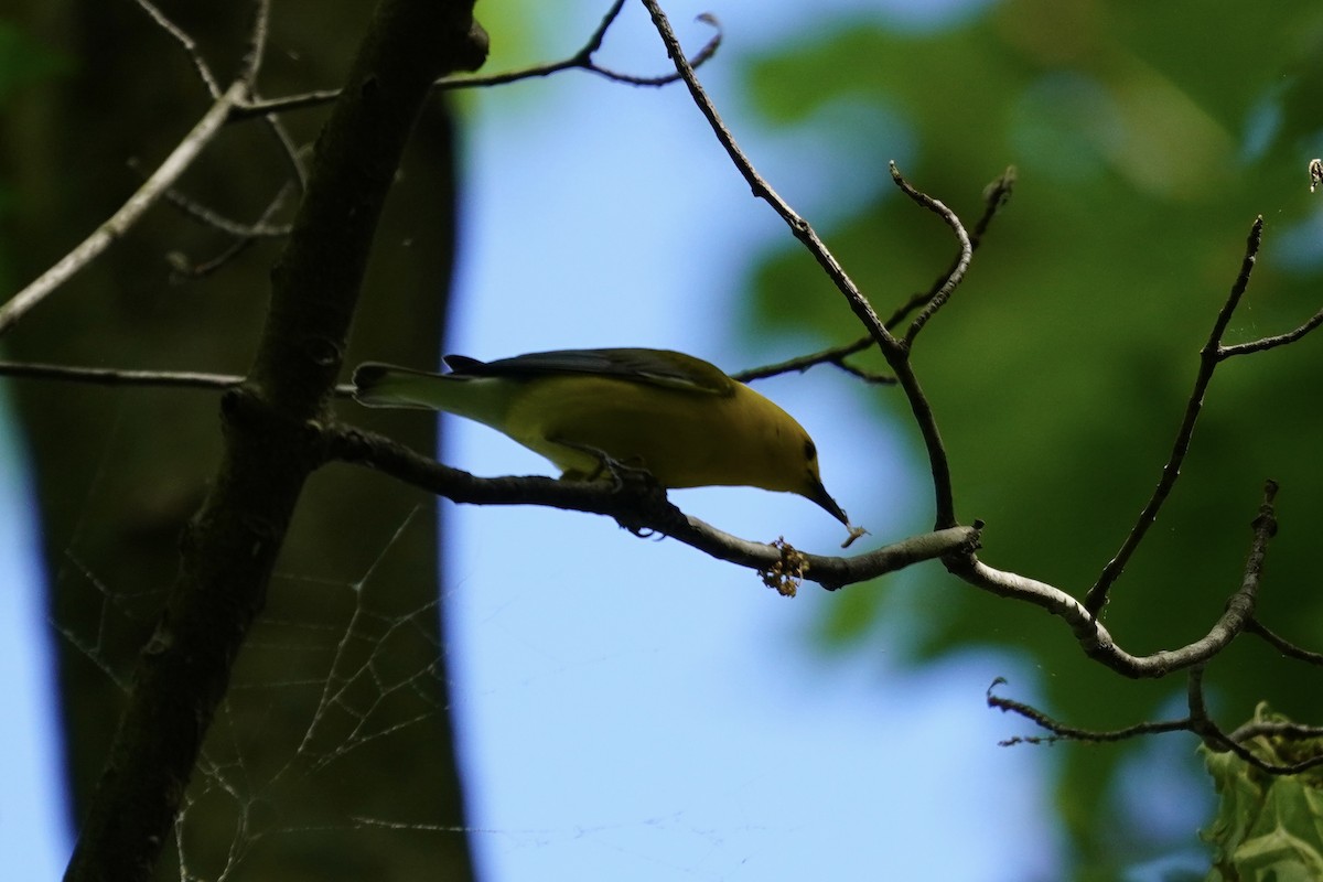 Prothonotary Warbler - ML618855905