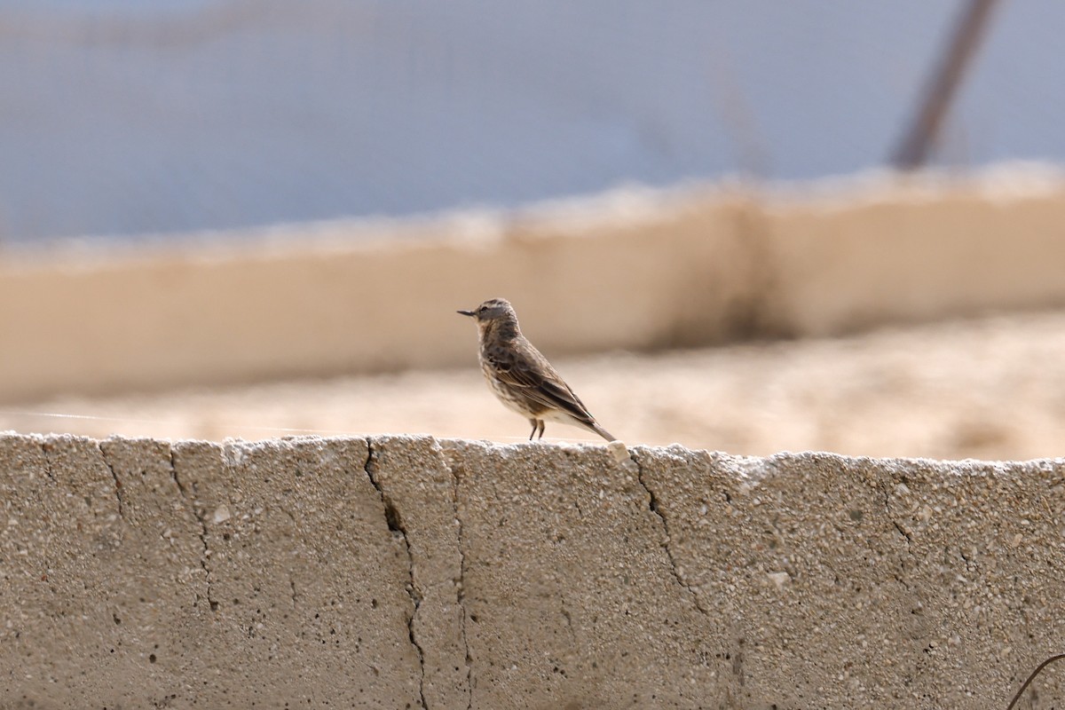 Water Pipit - ML618855906