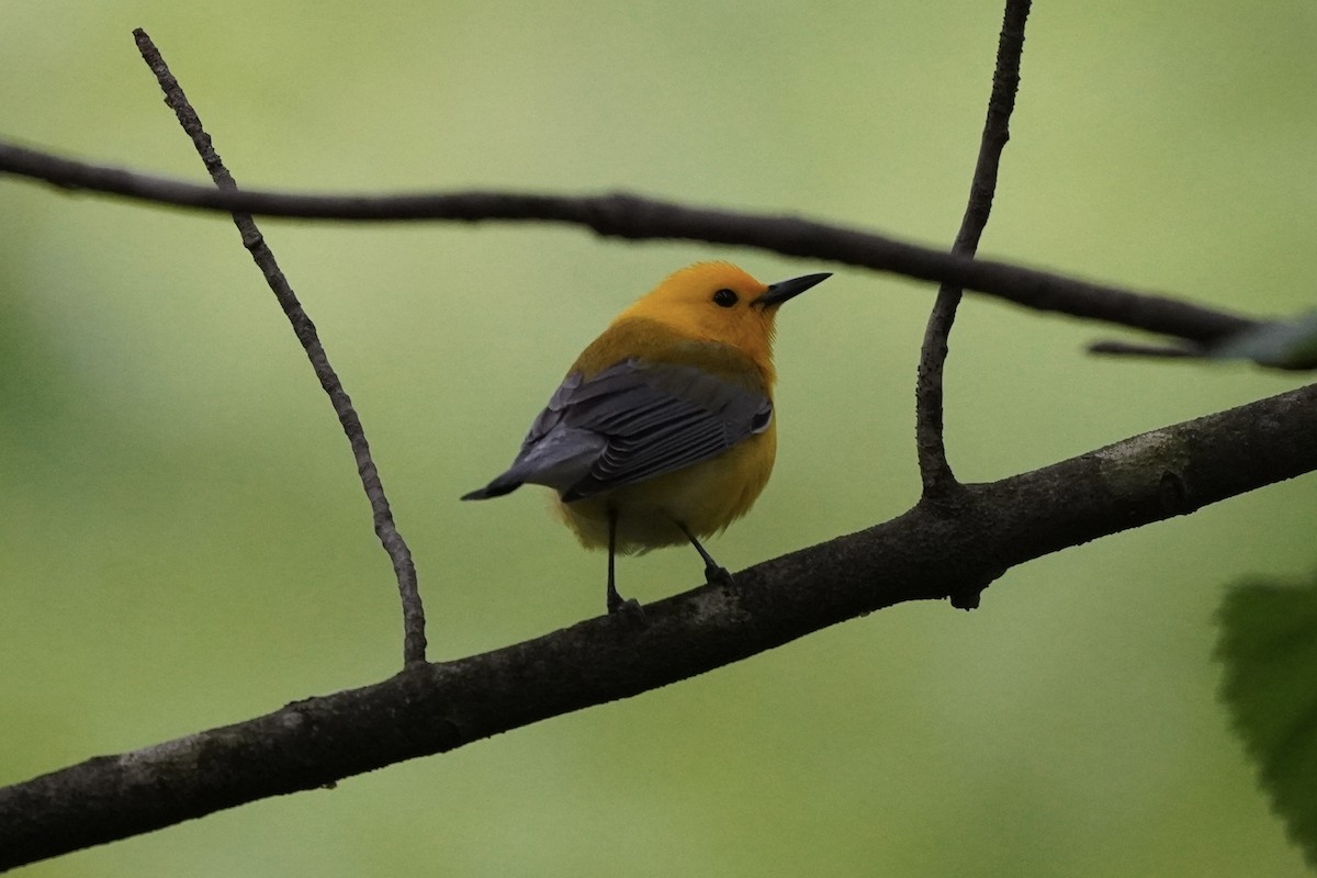 Prothonotary Warbler - ML618855908