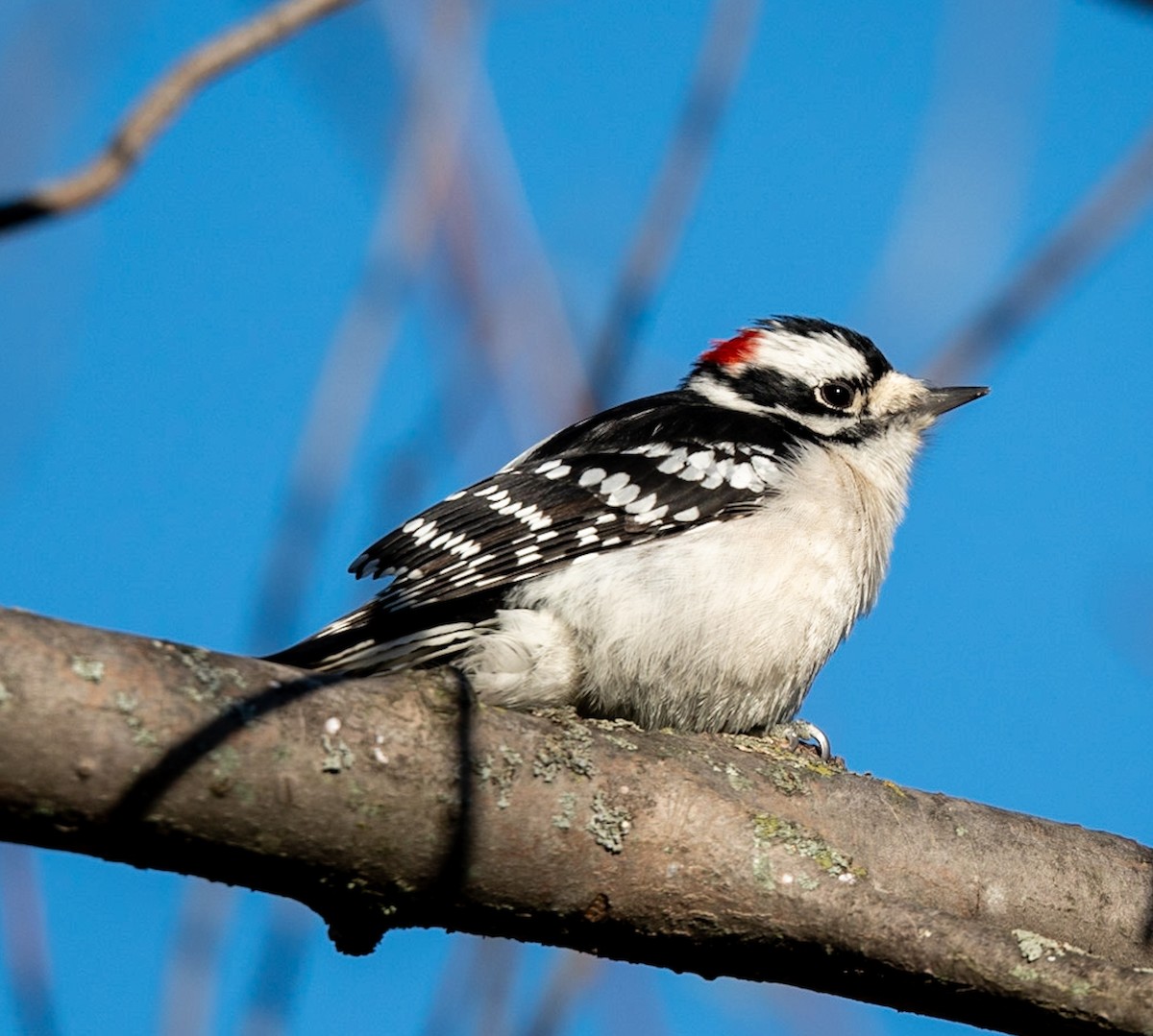 Downy Woodpecker - Marcus Müller