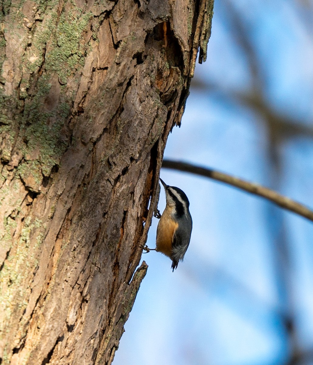 Red-breasted Nuthatch - ML618855933
