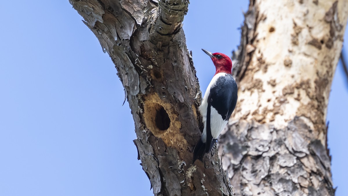 Red-headed Woodpecker - ML618855939