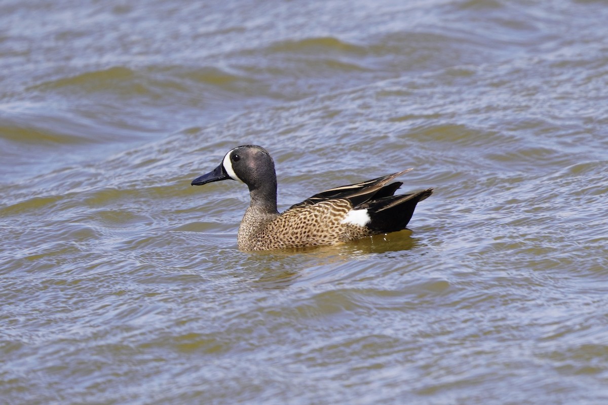 Blue-winged Teal - ML618855943