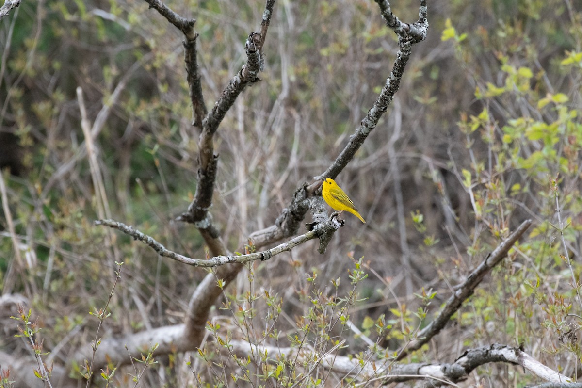 Yellow Warbler - chris roberts