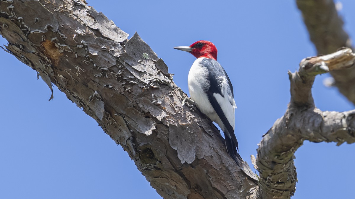 Red-headed Woodpecker - ML618855973