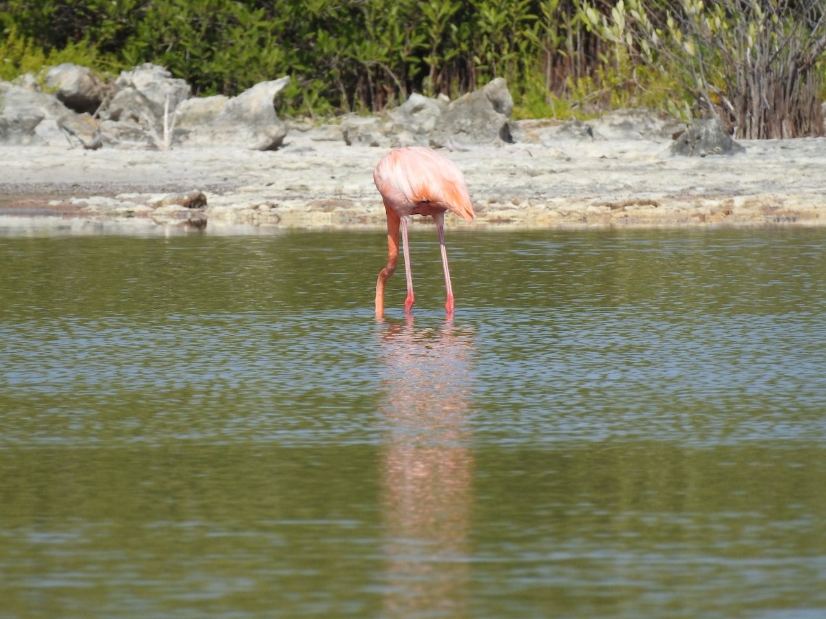 American Flamingo - ML618855981