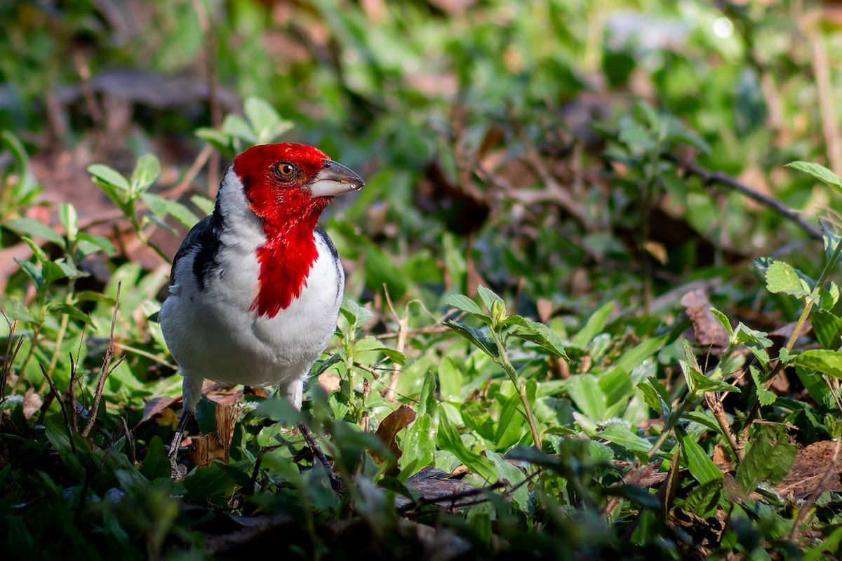 Red-cowled Cardinal - Enéas Junior