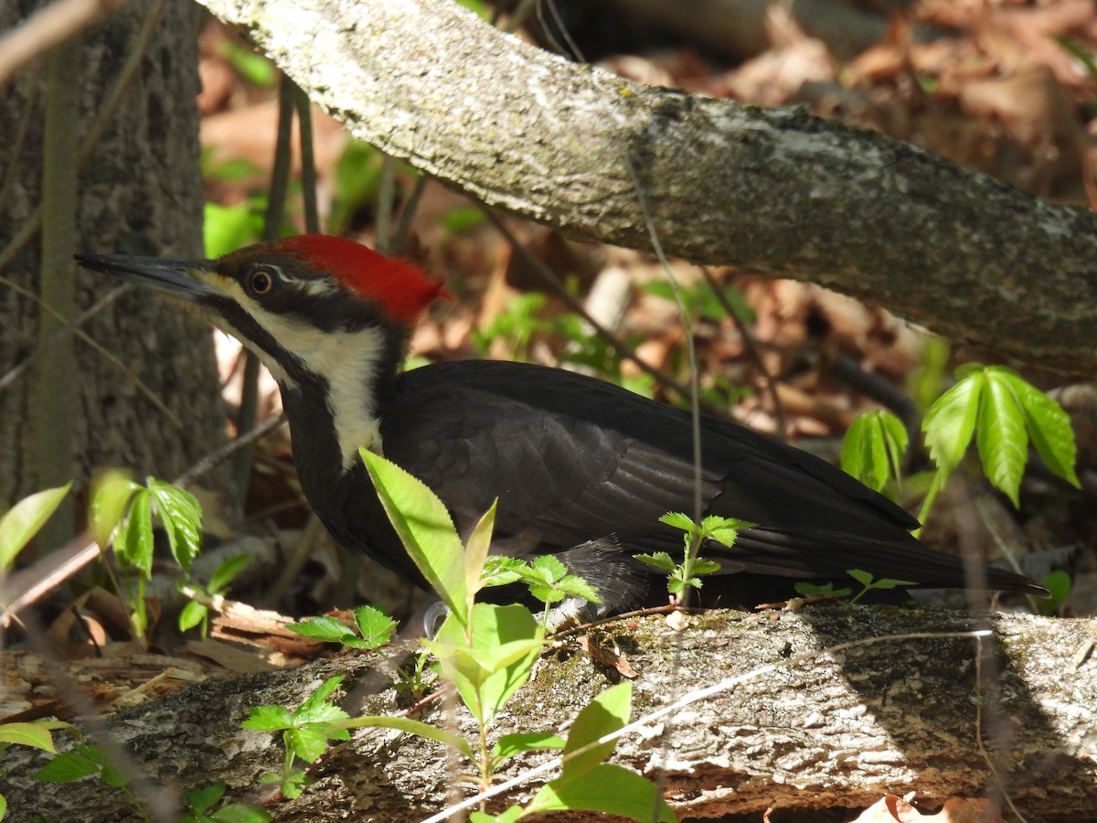 Pileated Woodpecker - ML618856027