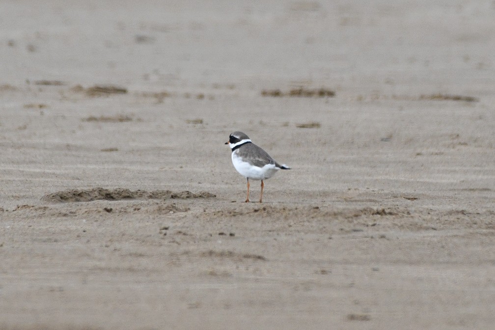 Common Ringed Plover - ML618856103