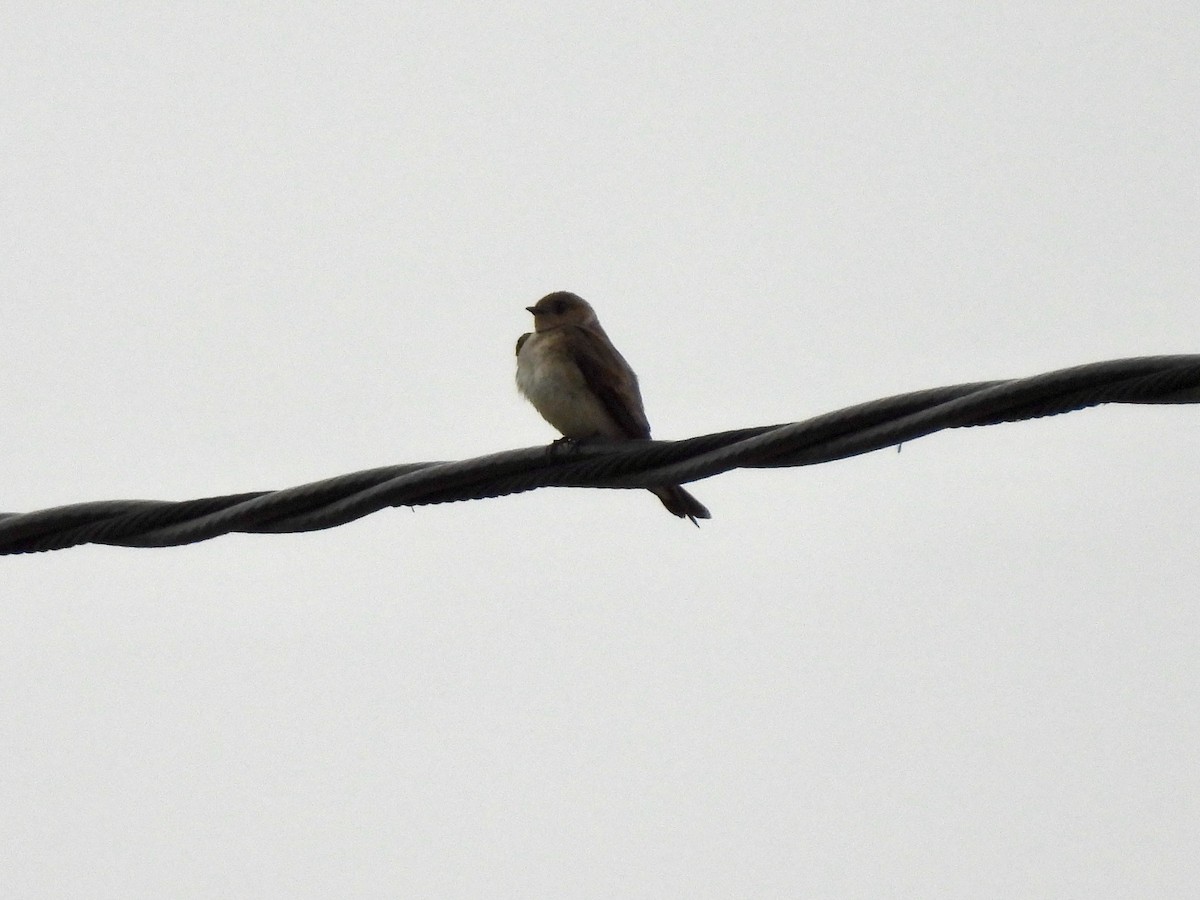 Northern Rough-winged Swallow - Martha Wild