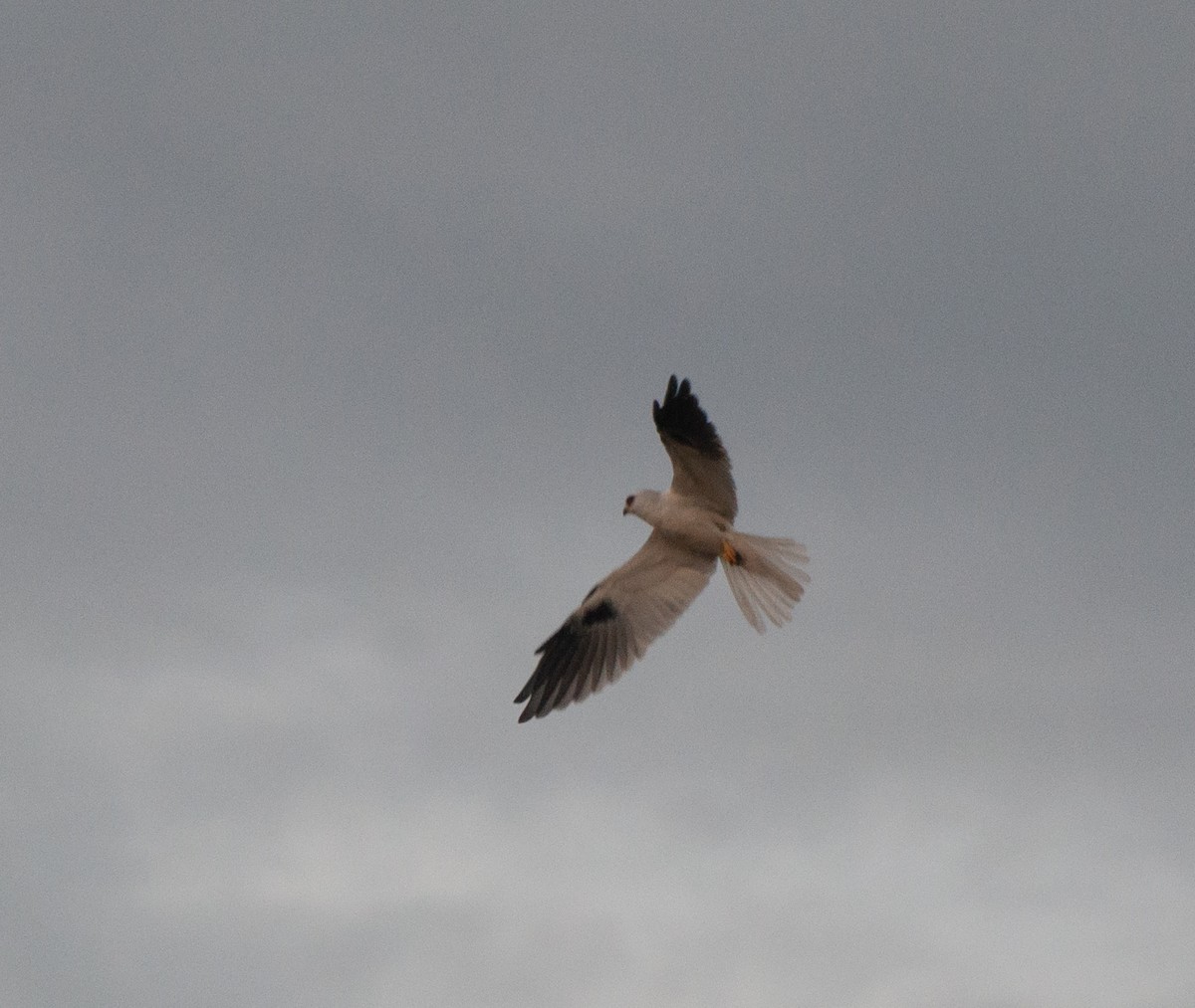 White-tailed Kite - ML618856122