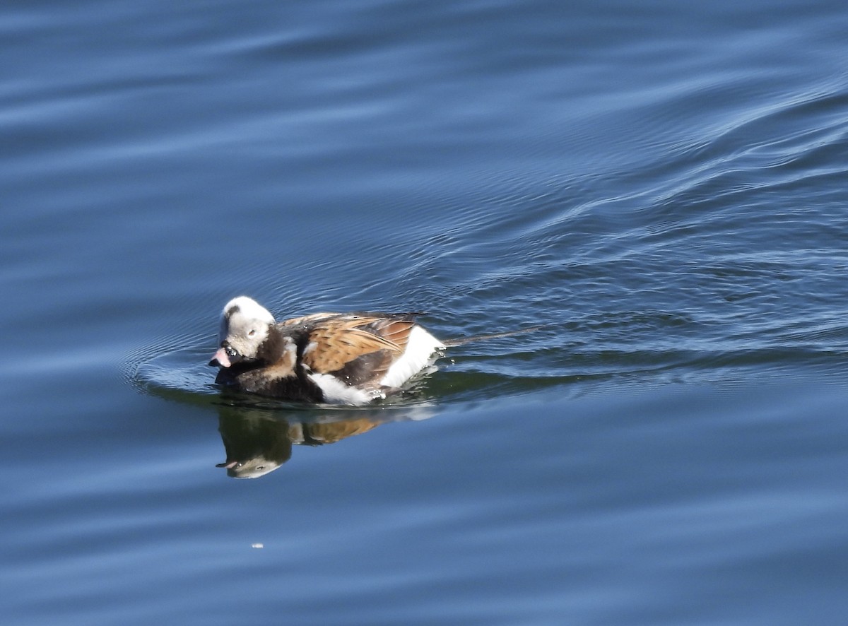 Long-tailed Duck - ML618856129