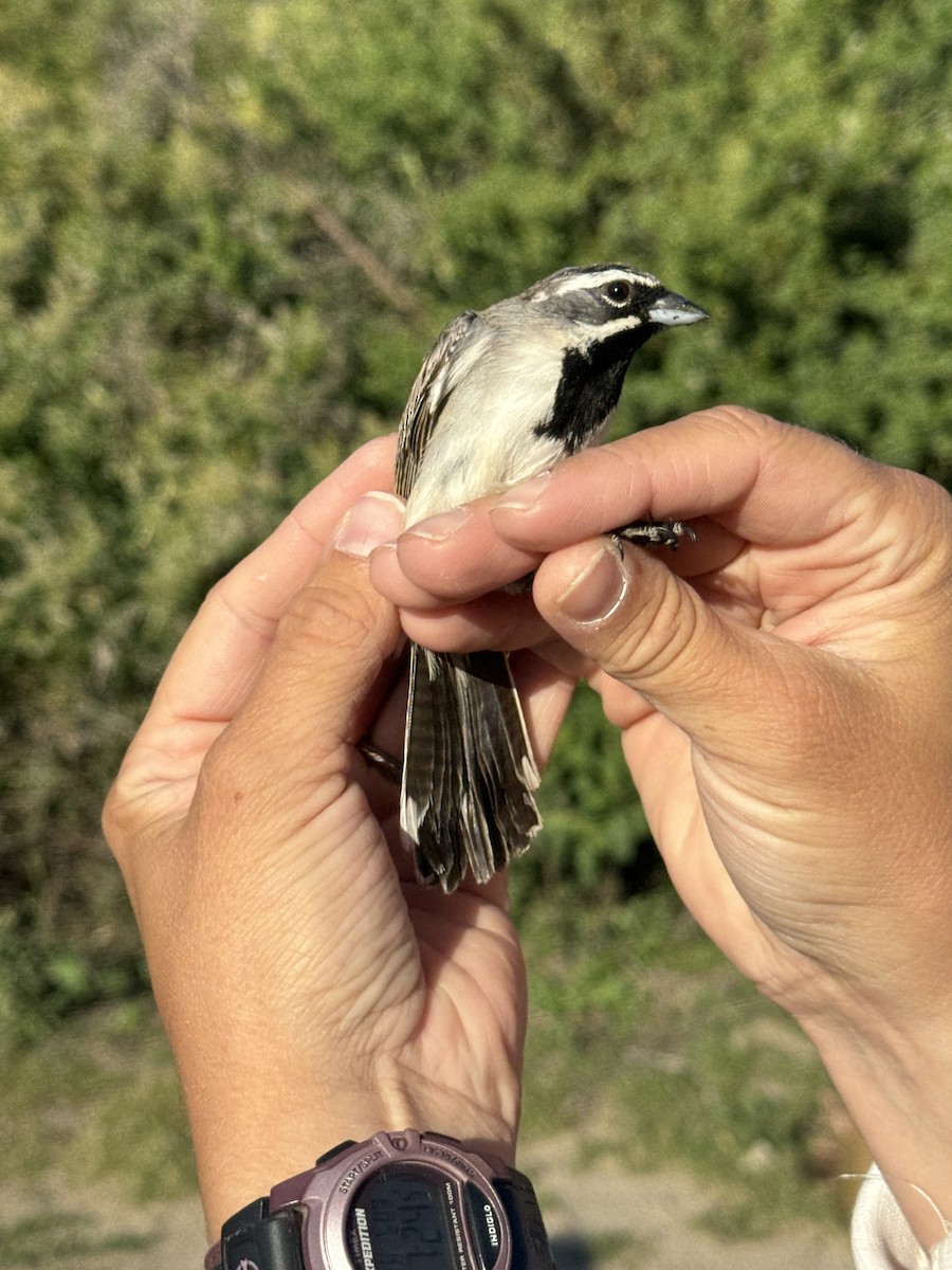 Black-throated Sparrow - ML618856176