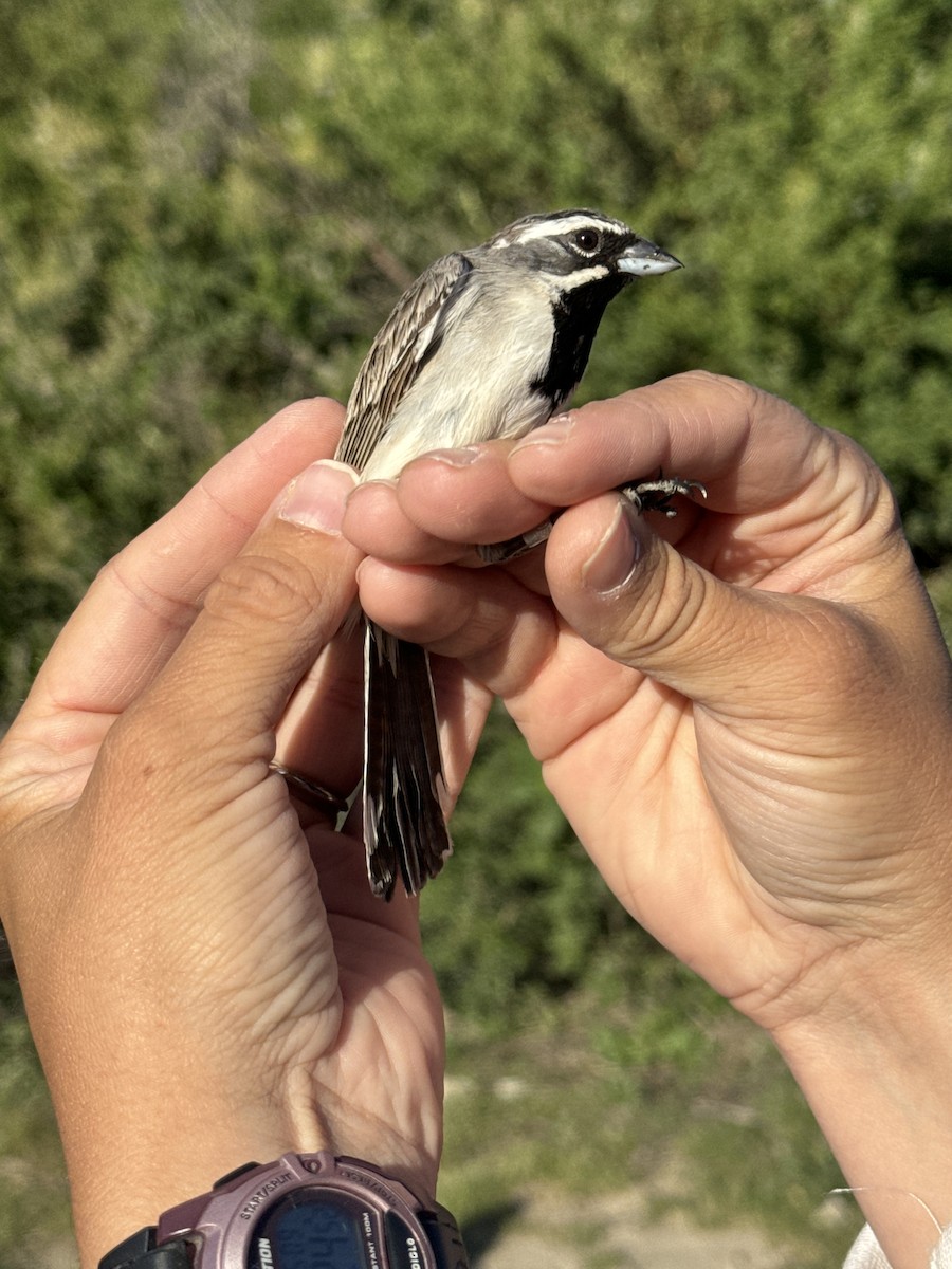 Black-throated Sparrow - Matt Brady