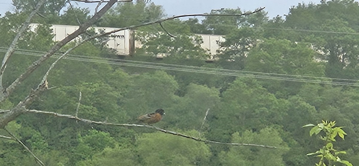 Orchard Oriole - ML618856191