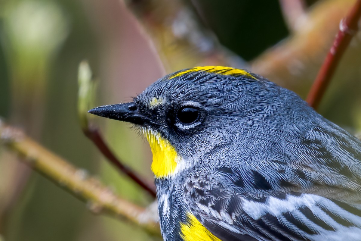 Yellow-rumped Warbler (Myrtle x Audubon's) - Scott Vulstek