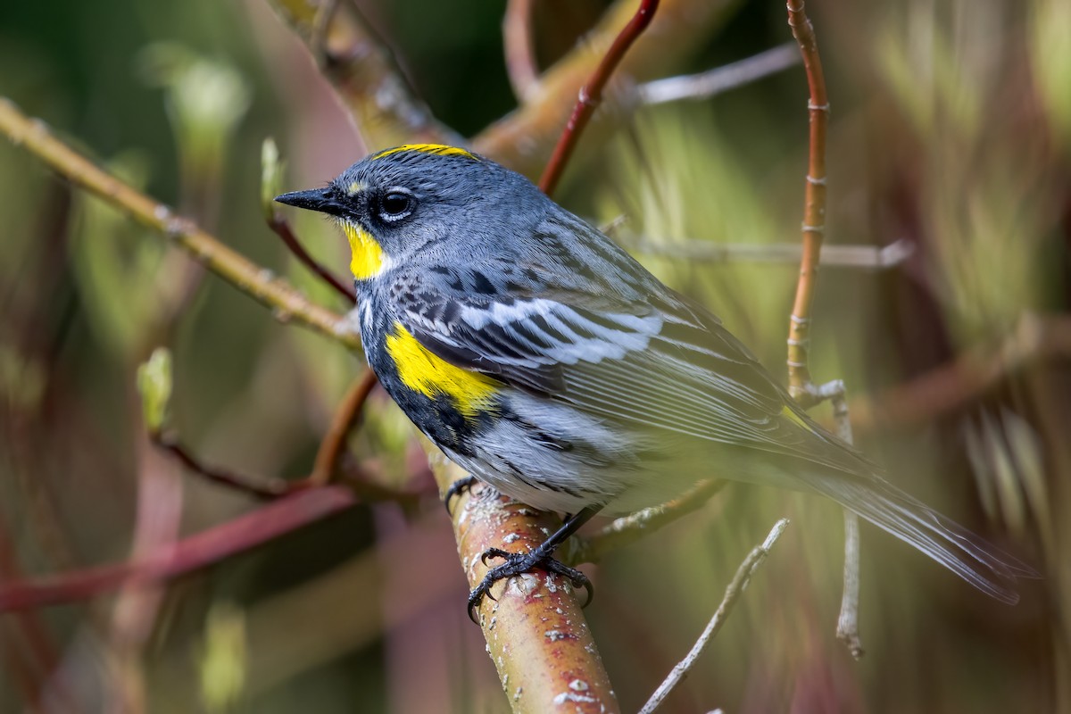 Yellow-rumped Warbler (Myrtle x Audubon's) - ML618856228