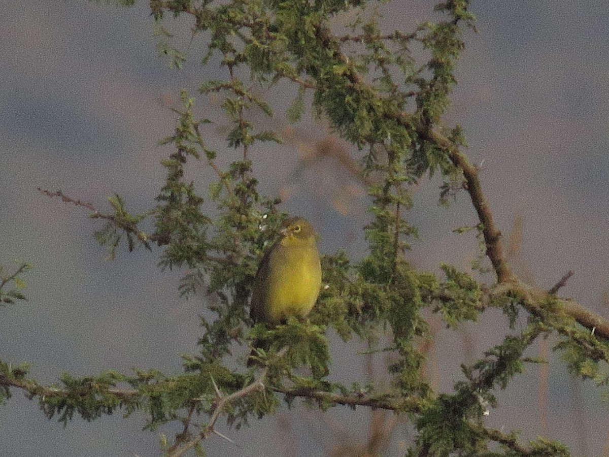 Grassland Yellow-Finch - Dickson Jorquera