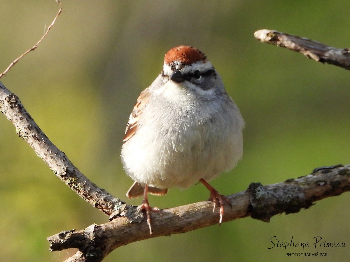 Chipping Sparrow - ML618856253