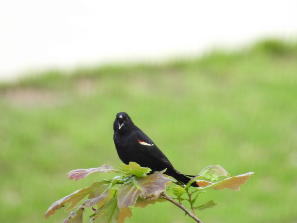 Red-winged Blackbird - Christopher Everett