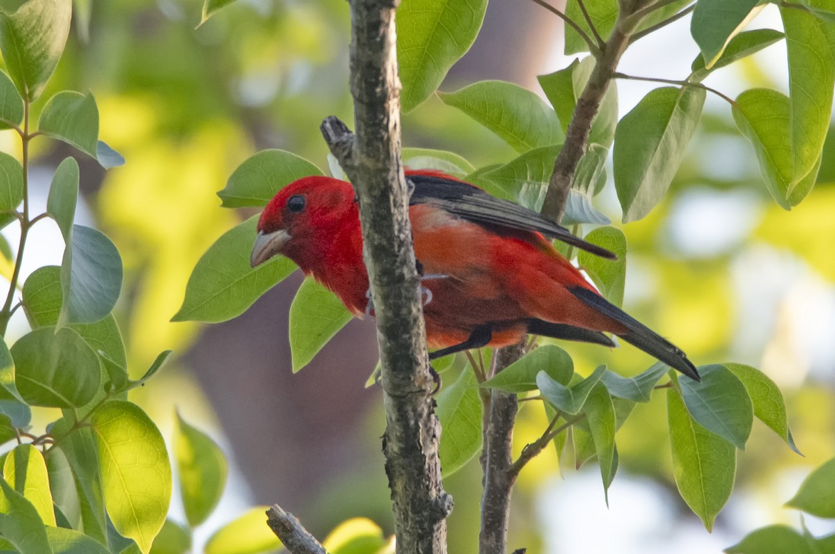 Scarlet Tanager - ML618856323