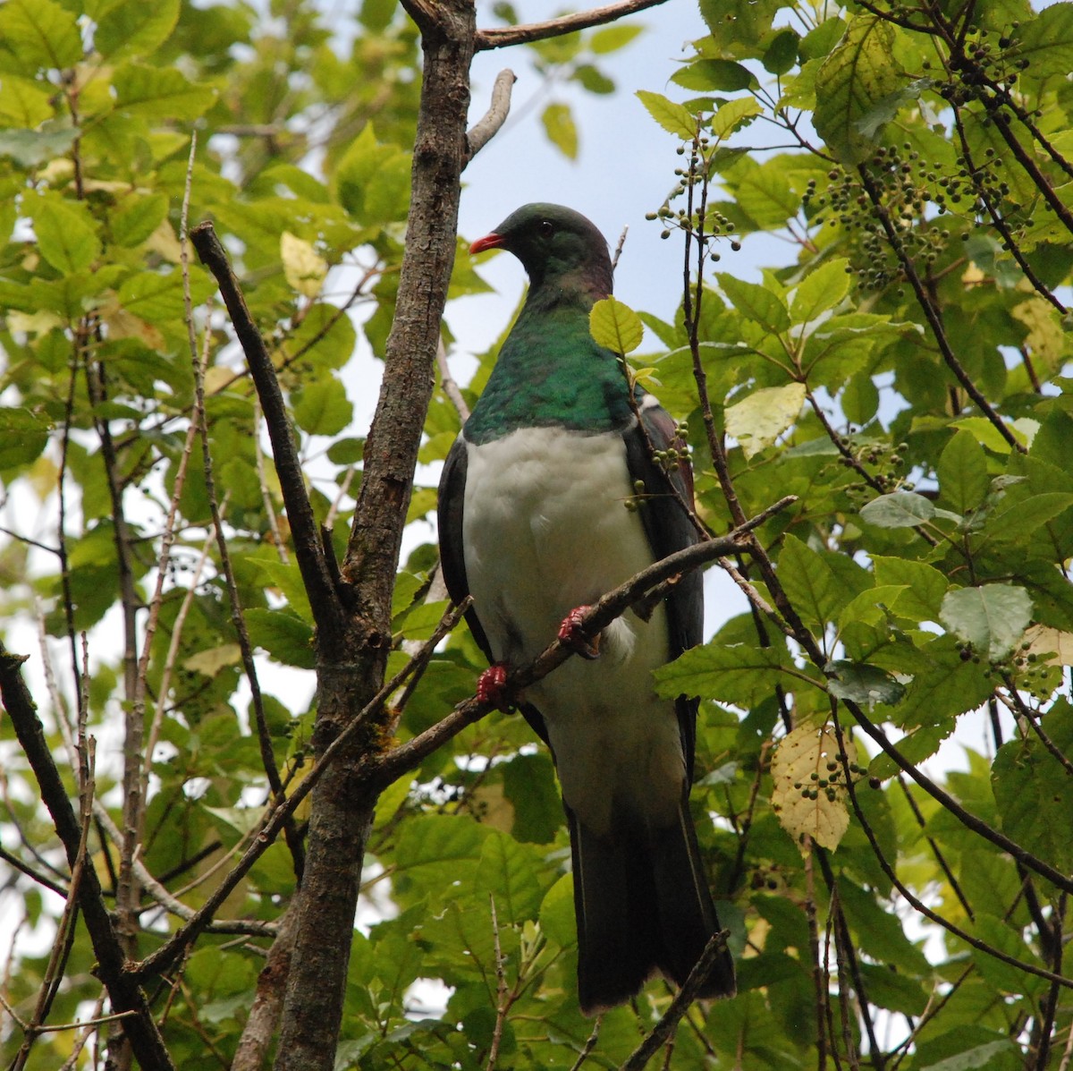 New Zealand Pigeon - ML618856332