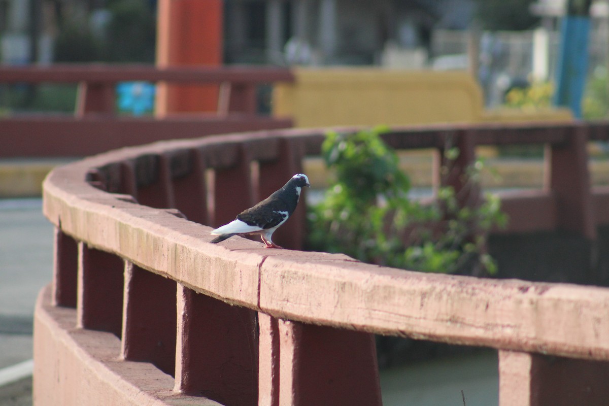 Rock Pigeon (Feral Pigeon) - Damaris Cardona Aponte