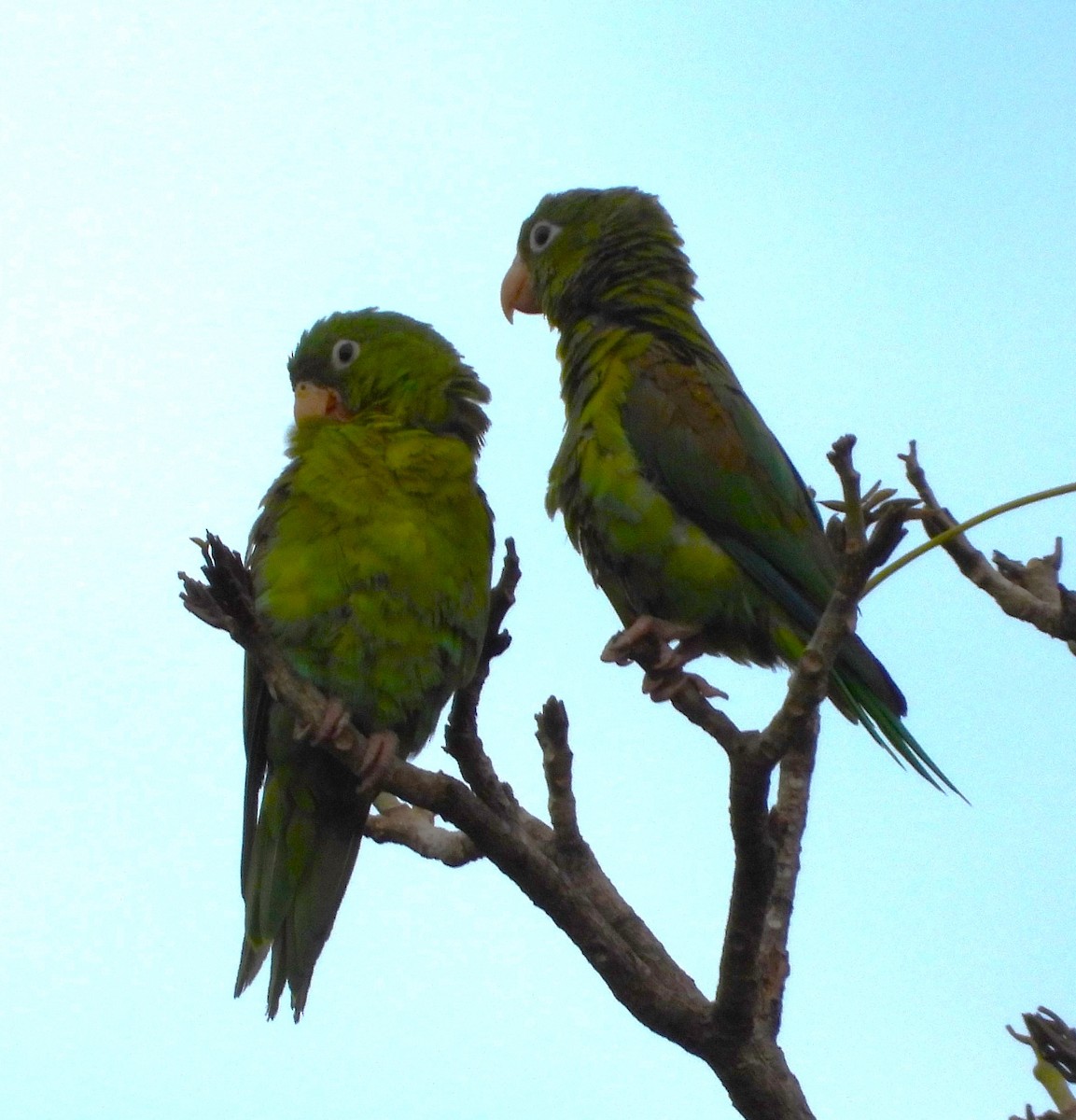 Brown-throated Parakeet - Wilmer Dallos