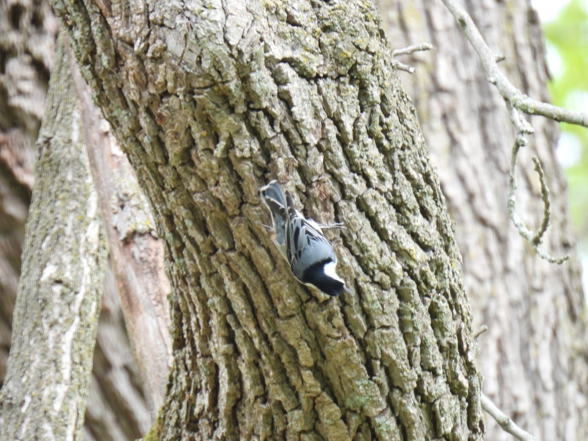 White-breasted Nuthatch - ML618856382