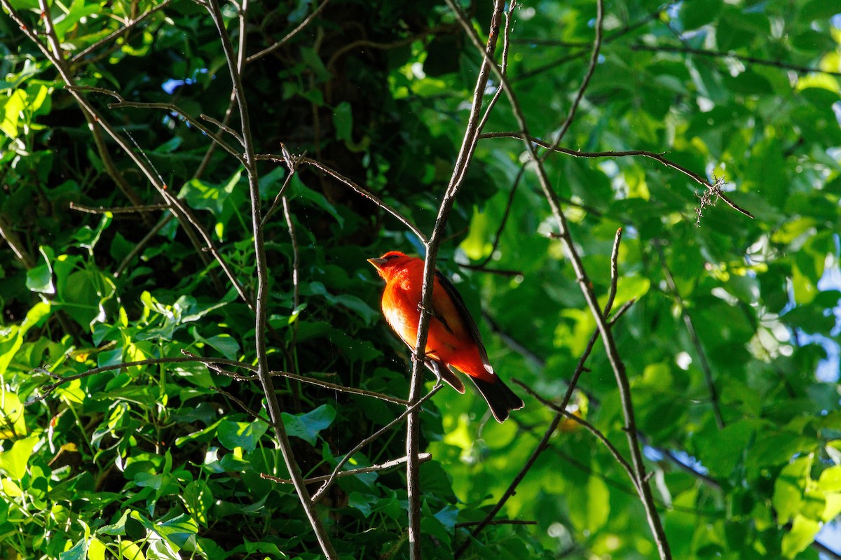 Scarlet Tanager - ML618856388
