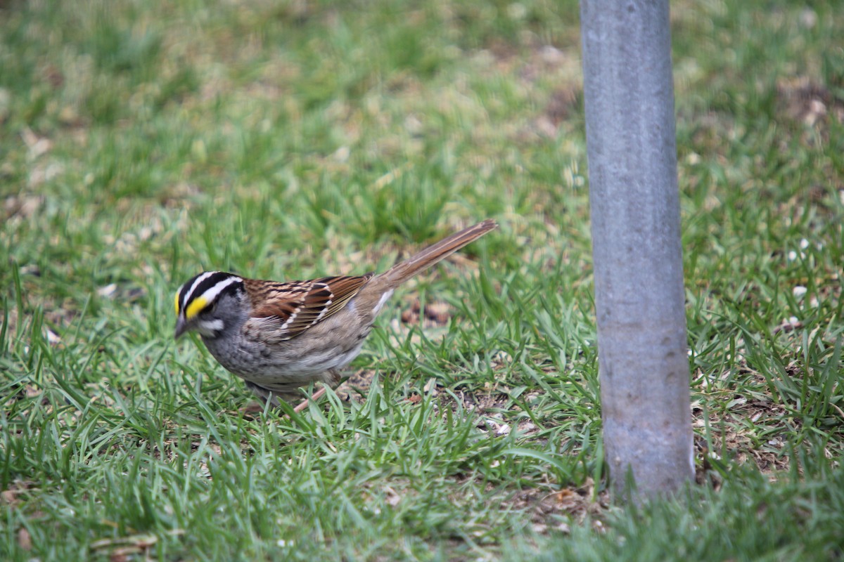 White-throated Sparrow - Suzanne Bisaillon