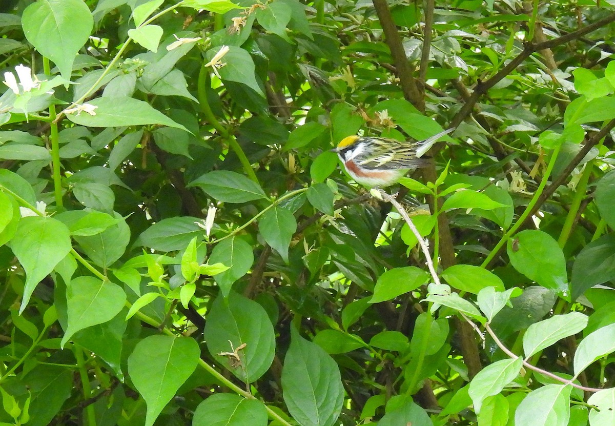 Chestnut-sided Warbler - Corvus 𓄿