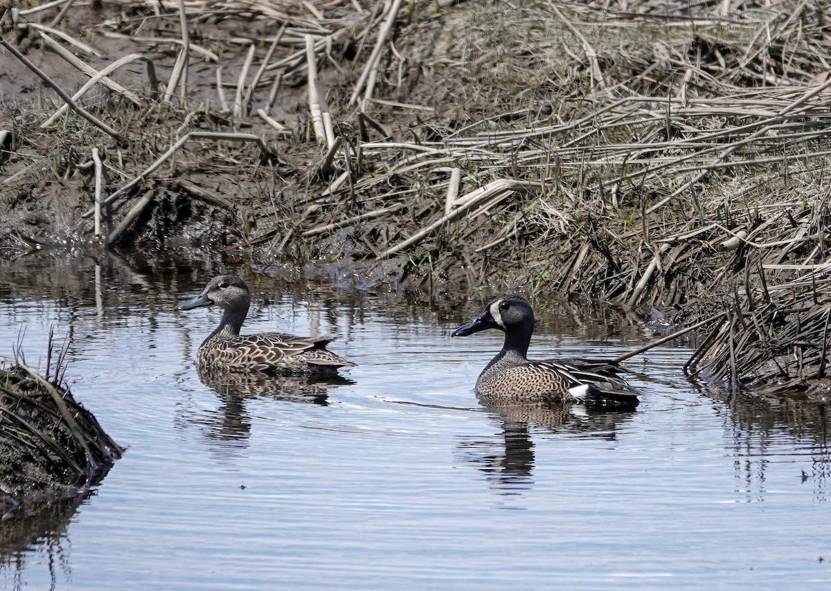 Blue-winged Teal - ML618856435