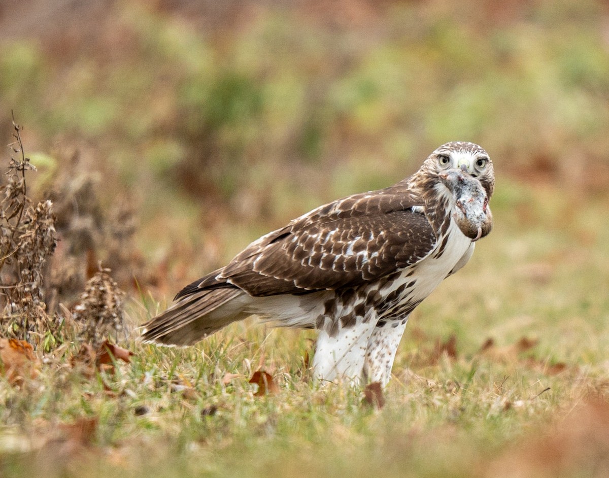 Red-tailed Hawk - Marcus Müller