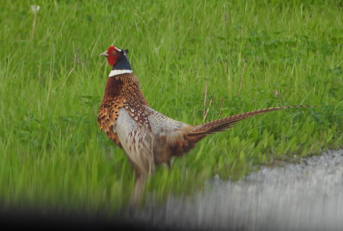 Ring-necked Pheasant - ML618856513