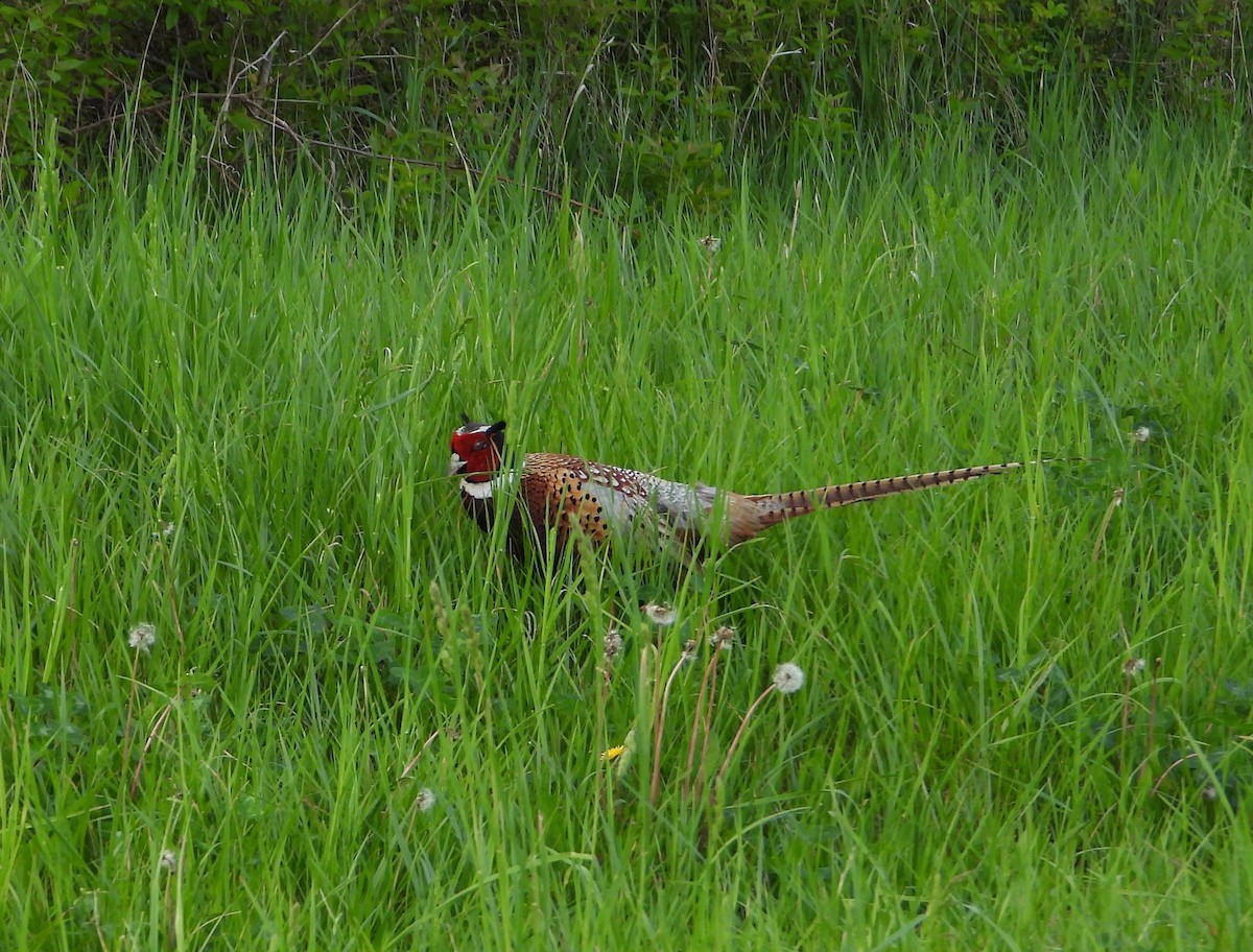 Ring-necked Pheasant - Shirley Andrews