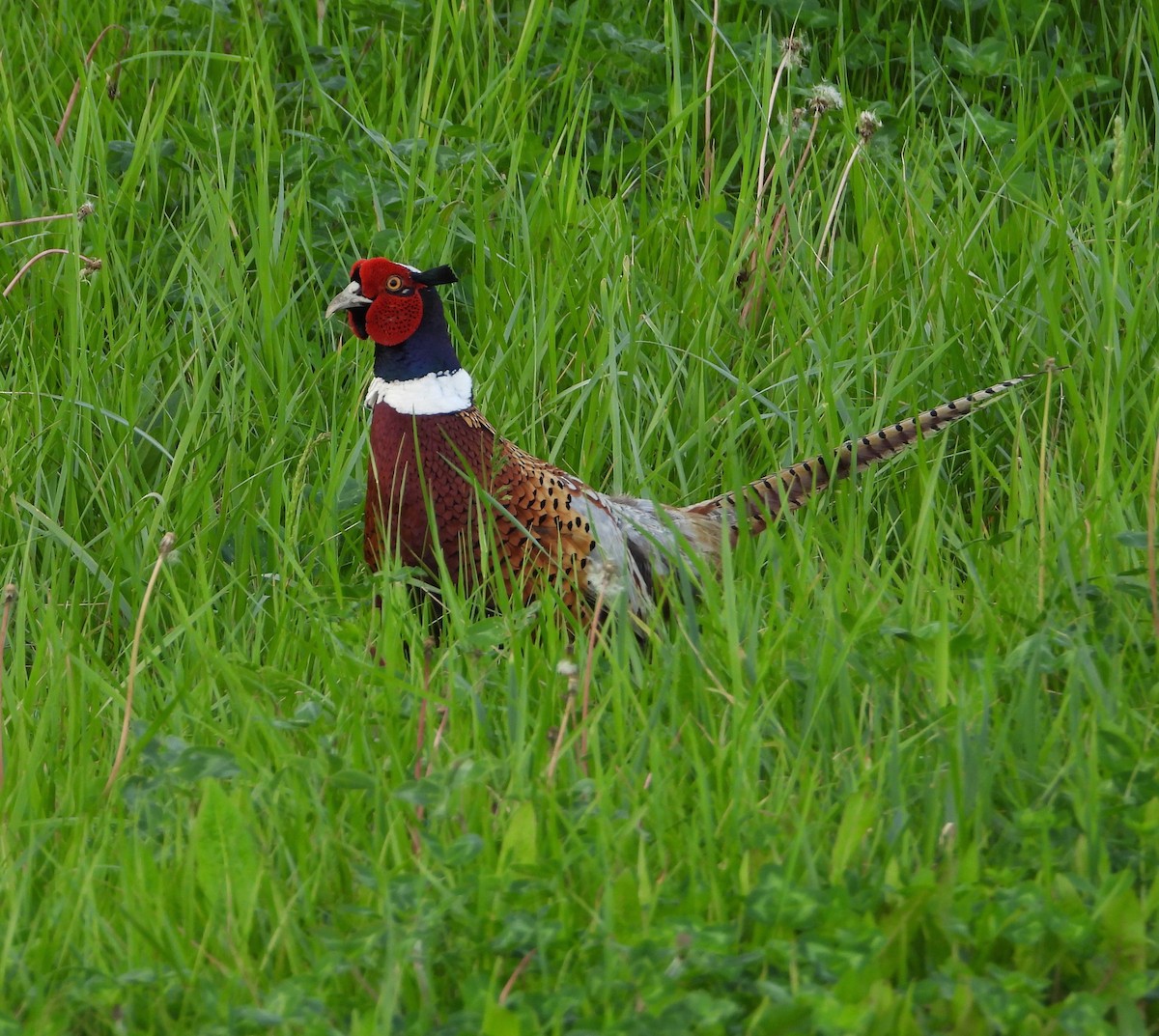 Ring-necked Pheasant - ML618856515