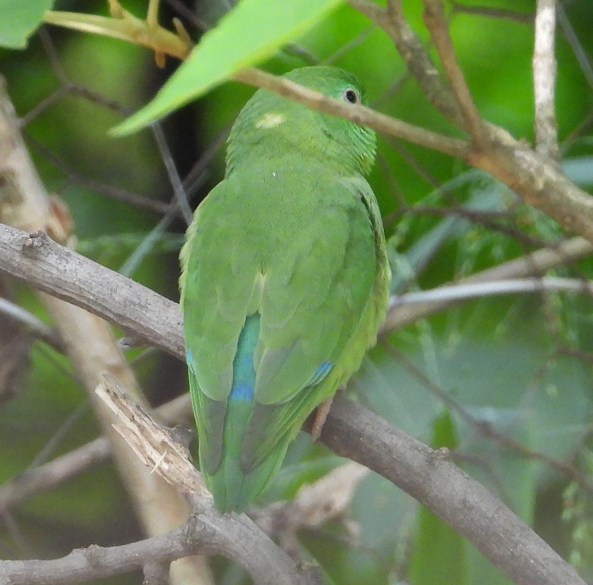 Spectacled Parrotlet - Wilmer Dallos