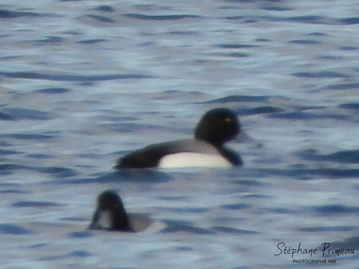 Greater Scaup - ML618856533