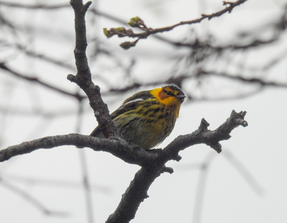 Cape May Warbler - ML618856547