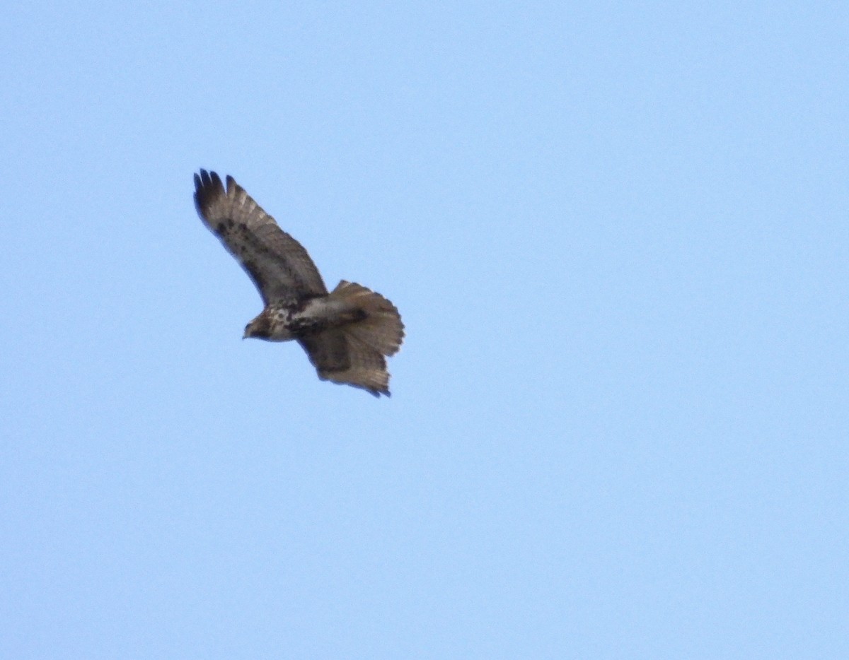 Red-tailed Hawk - ML618856557
