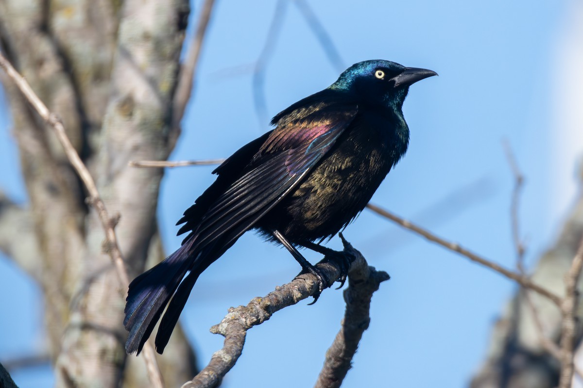 Common Grackle - Peter Hinow