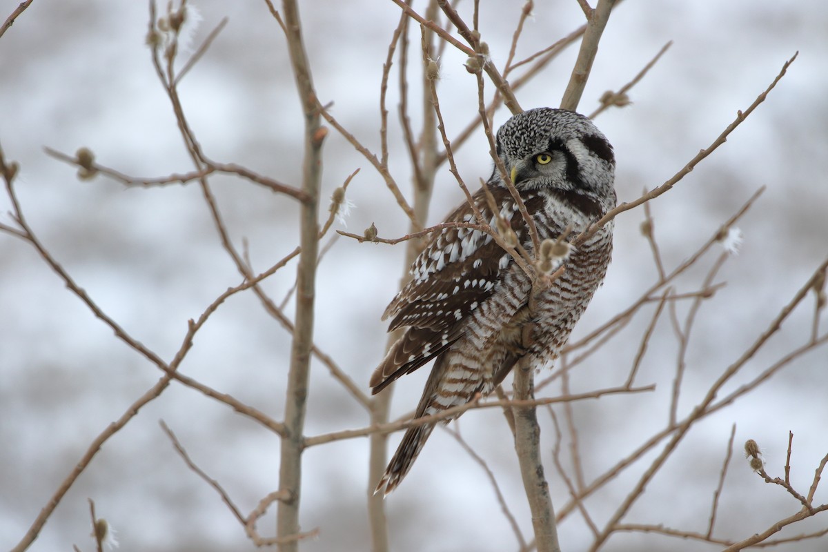Northern Hawk Owl - Seth Beaudreault