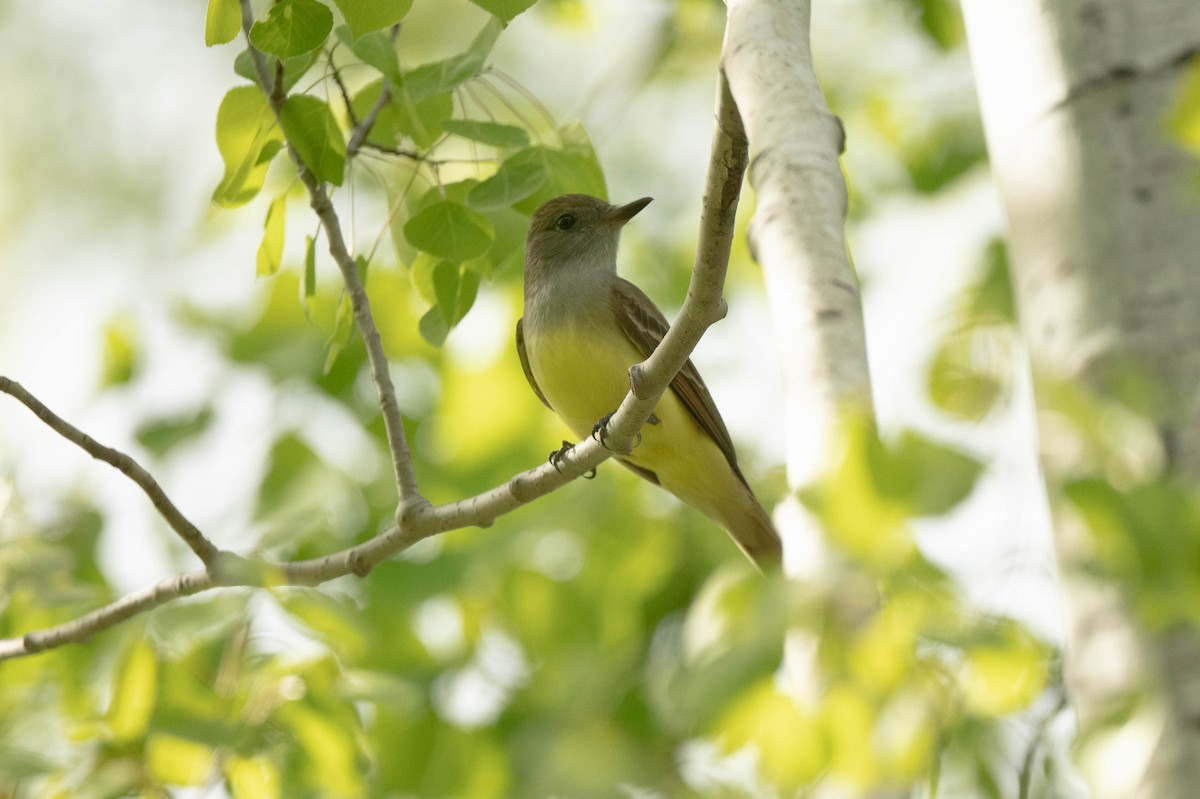 Great Crested Flycatcher - ML618856574