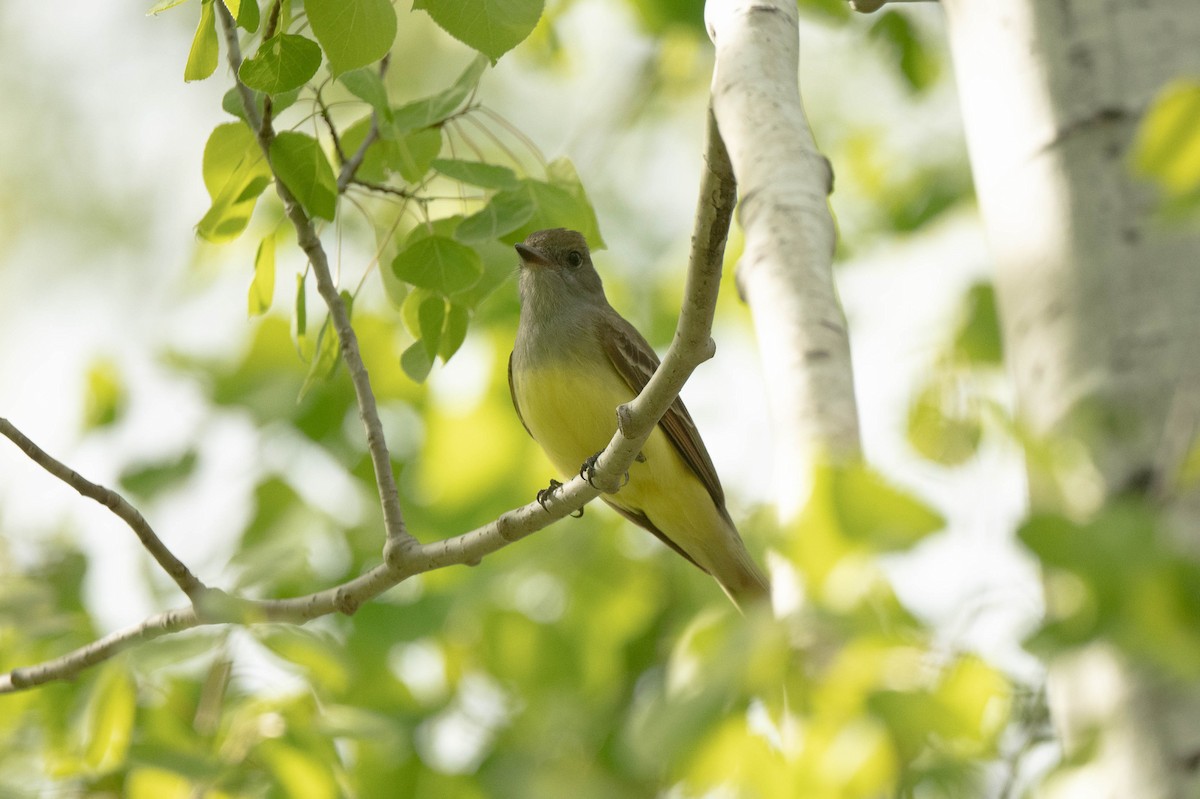 Great Crested Flycatcher - ML618856575