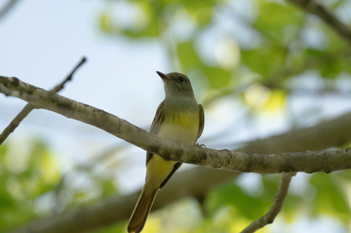 Great Crested Flycatcher - ML618856576