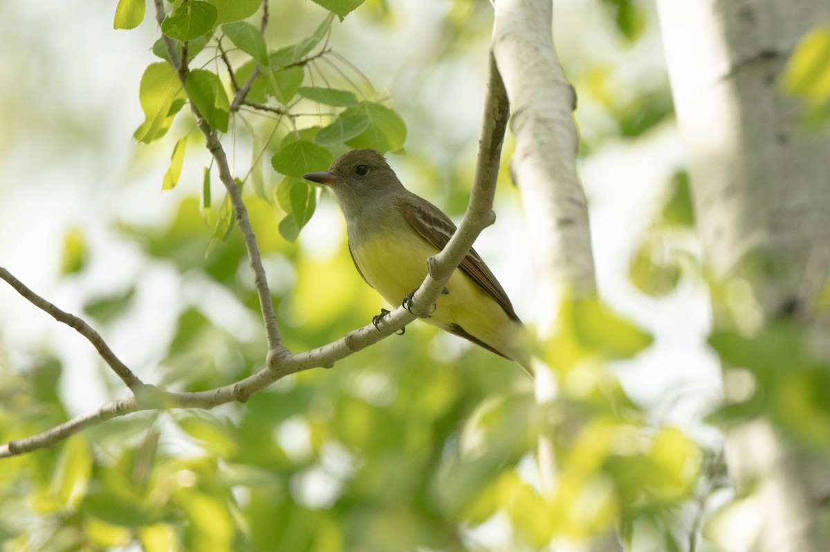 Great Crested Flycatcher - ML618856578